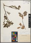 Foto von Salix phylicifolia L.